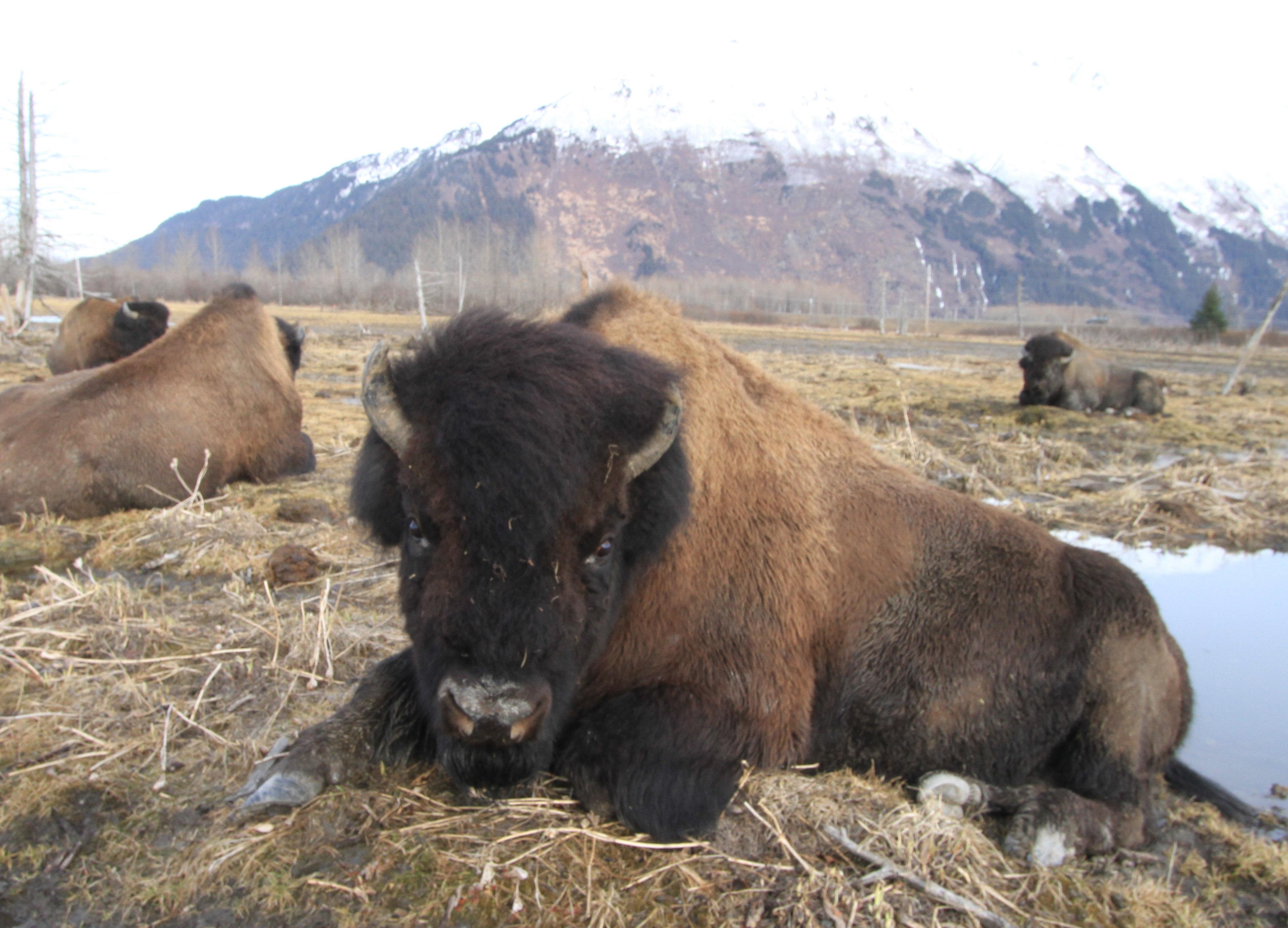 Craig Apple, Albany County sheriff, receives death threats after escaped bison ... - Washington Times